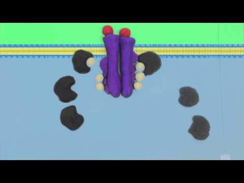 Tyrosine Kinase Receptor