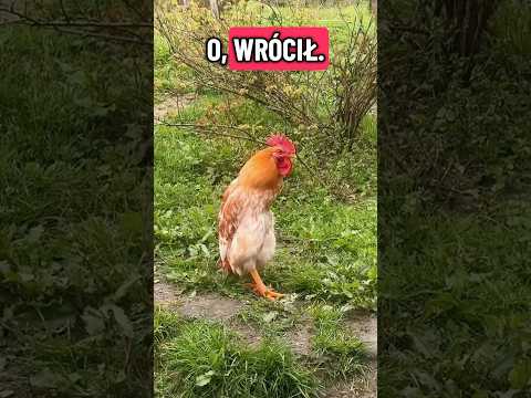 Wrócił Piejok 😳😳