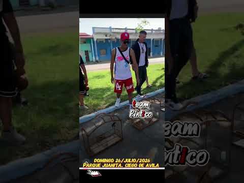 26 de julio 2026, Parque Juanita, TeamPintico, Ruedo o coro de negrito, ciego d Ávila
