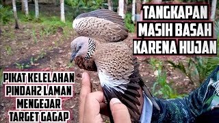 Download lagu Walau Hujan Pikat Tetap Dipaksakan Demi Tekukur  Gagap, Penguasa Utama Sudah Kita Singkirkan... mp3
