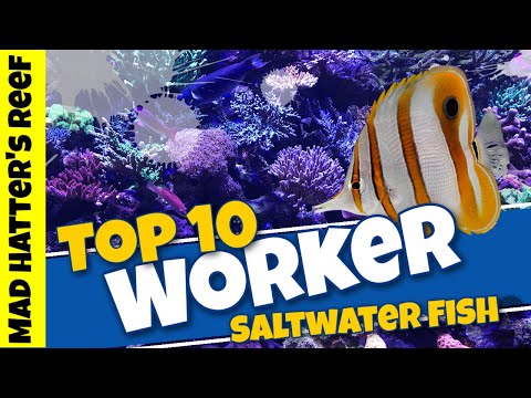Top 10 Worker Saltwater Fish for your Aquarium