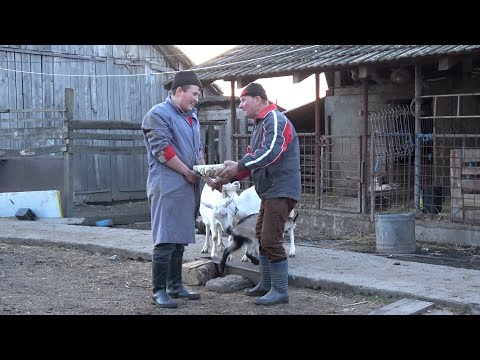 Caprele lui Denis de la Craidorolt, Satu Mare - 2023 Nou!!!