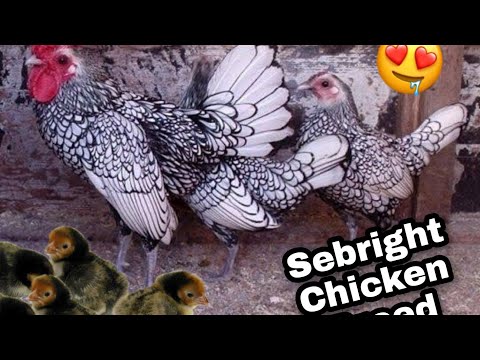 Sebright Chicken — true bantam miniature breed