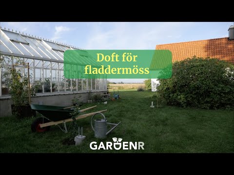 Doft för fladdermöss - Trädgårdshacks med GardenR