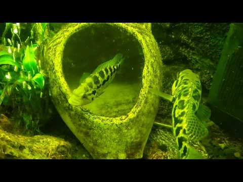 My spawning Parachromis Managuensis couple