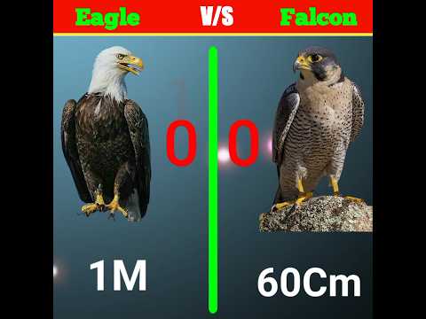 Eagle vs falcon which is better?😱#youtubeshorts #shorts #trending #ytshorts #shortsfeed #factsmine
