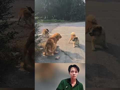 3 small dogs gang up on a large dog. #shortvideo #dog #foryou  #anmals