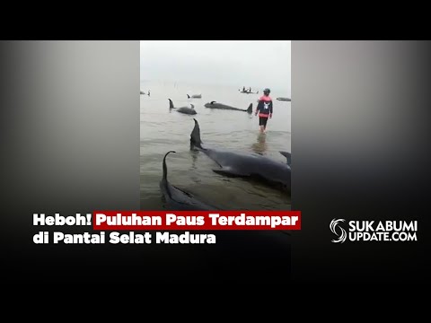 Heboh! Puluhan Paus Terdampar di Pantai Selat Madura
