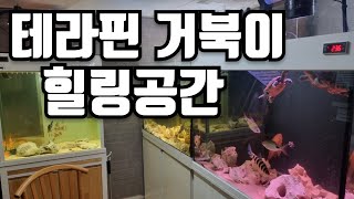 테라핀 거북이를 보면서 힐링하는 이유