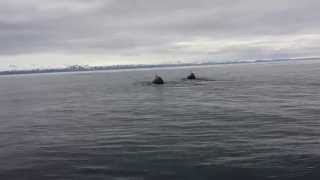 preview picture of video 'Whale Watching in Húsavík'
