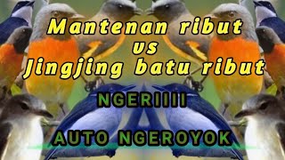 Download lagu Buruan coba suara pikat mantenan kecil vs jingjing batu ampuh mp3 Download lagu Buruan coba suara pikat mantenan kecil vs jingjing batu ampuh mp3
