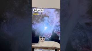 #cat #thelastofus || Life with cats!#cats_storyy ✨#shorts