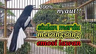 Download lagu suara burung kacer ngeplong gacor sangat ampuh buat pancingan kacer bahan bikin cepat gacor mp3 Download lagu suara burung kacer ngeplong gacor sangat ampuh buat pancingan kacer bahan bikin cepat gacor mp3