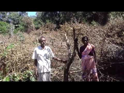 Save the Forest from Tree Fellers in Palani Hills