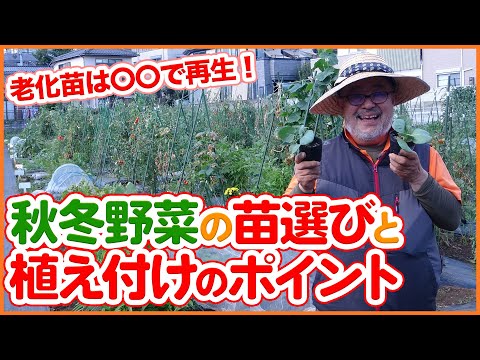 豆はいつ、どのように蒔くのですか？いつ植えるのですか？どの品種を選ぶべきですか？おすすめのヒント + サポートビデオ  庭園