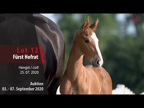 Online-Auktion v. 03. - 07.09.2020 Lot 12 Fürst Hofrat Hengst v. Fürst Toto - Hofrat/T.