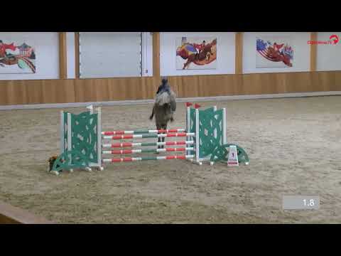 Zizou v  Zirocco Blue  Diarado