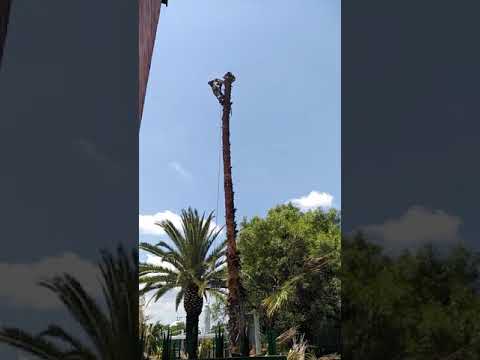 Expert tree Fellers video.