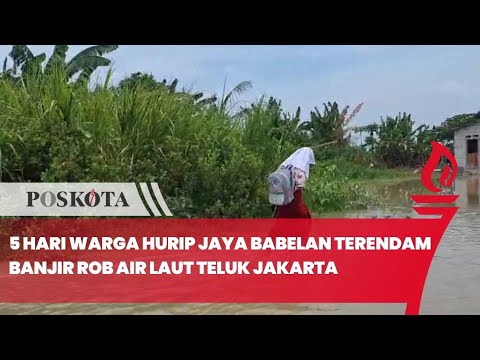 5 Hari Warga Hurip Jaya Babelan Terendam Banjir Rob Air Laut Teluk Jakarta