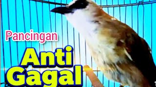 Download lagu TRUCUK BETINA memanggil lawan, pancingan trucuk agar cepat BUNYI GACOR NGALAS mp3 Download lagu TRUCUK BETINA memanggil lawan, pancingan trucuk agar cepat BUNYI GACOR NGALAS mp3