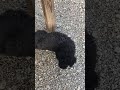 Video thumbnail 10 — Scott - An SOS Dog