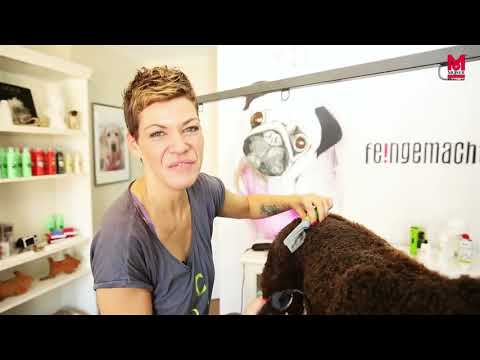 Moser Max50 - Práctica con la estilista canina profesional Franziska Knabenreich / SUB ES