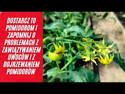 Czego pomidory potrzebują w czerwcu?Najważniejsze nawożenie potasowe pomidorów.