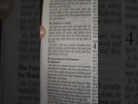 Salamander that tricked Eve