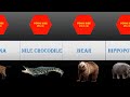 Comparison Animals Penis Size The Smallest To Largest Size