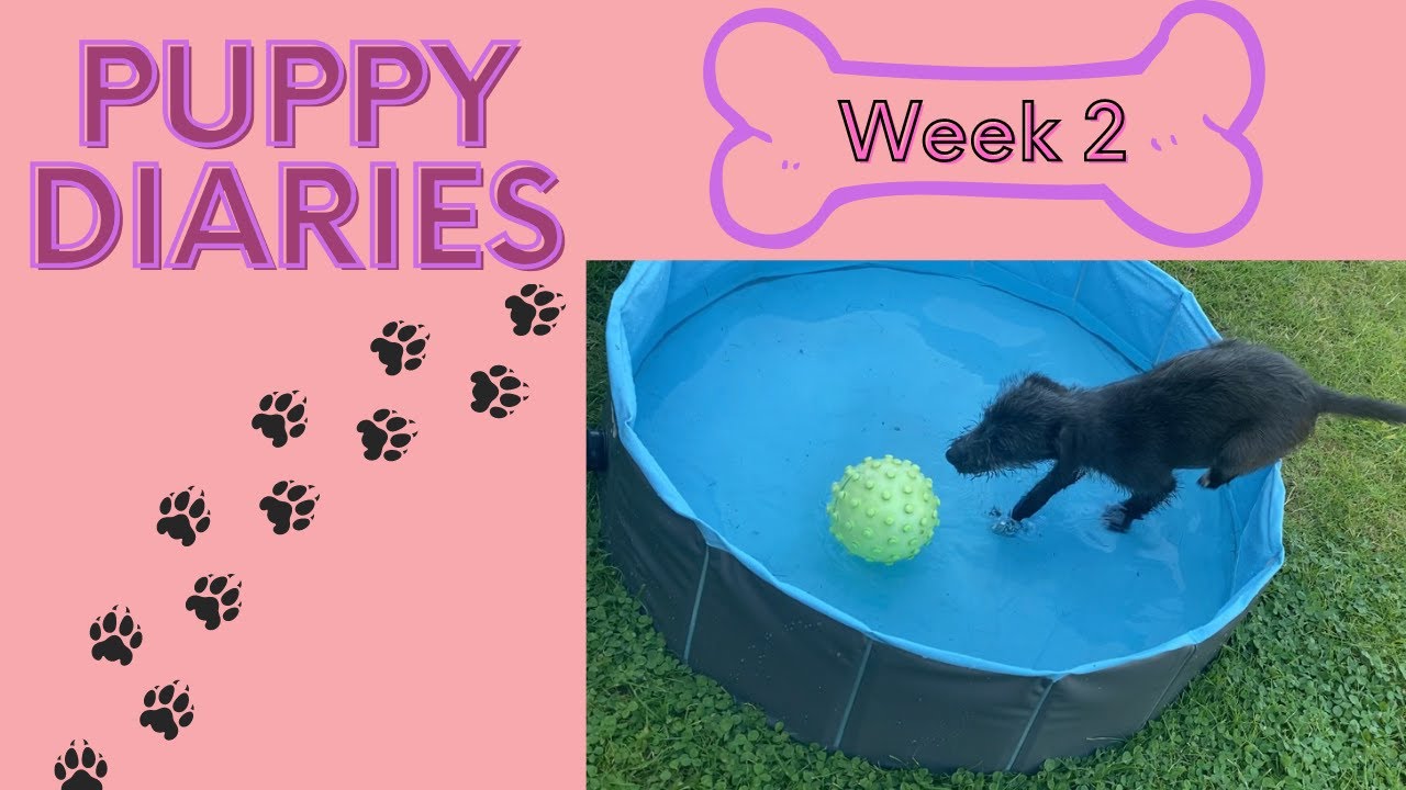 Puppy Diaries | Bedlington Whippet 19th July 2021