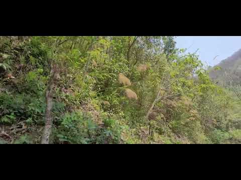 kan pianna zoram nuam [lentupui ]