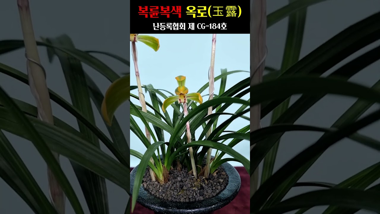 쇼츠 썸네일
