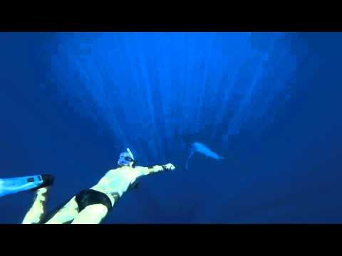 download lagu mp3 mp4 Safari Baleine Ile De La Reunion, download lagu Safari Baleine Ile De La Reunion gratis, unduh video klip Safari Baleine Ile De La Reunion