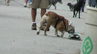 Tyson the Skateboarding Bulldog Invades Cleveland in HD
