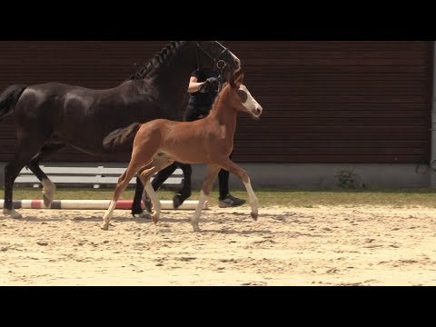 Auktionsfohlen Nr 13 HF v. Cosmopolitan D - Viscount