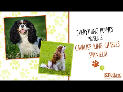 Cavalier King Charles