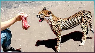 Animals That Asked People for Help & Kindness Caught On Camera !