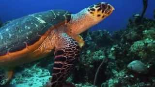 4K Underwater at Stuart Cove's