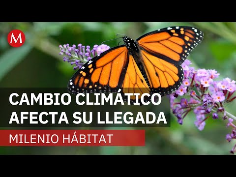 Monarch butterfly migration begins | Milenio Habitat