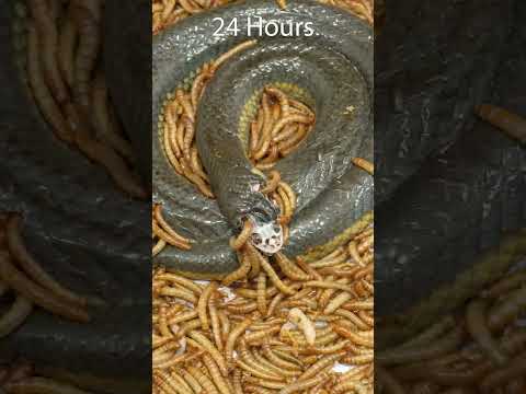 Mealworms vs Snake #timelapse #goinsidet #timelapsevideo #mealwormseating  #mealworms #snake