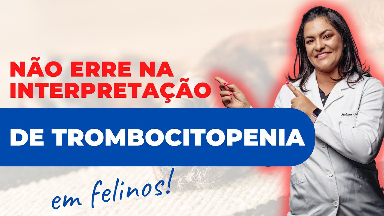 Não erre na interpretação de trombocitopenia em felinos