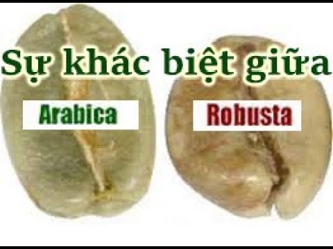 download lagu mp3 mp4 VA Cafe Arabica, download mp3 VA Cafe Arabica free download mp3, download mp3 VA Cafe Arabica