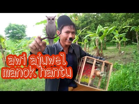 awi-ajuwel-manok-hantu-madura-lucu
