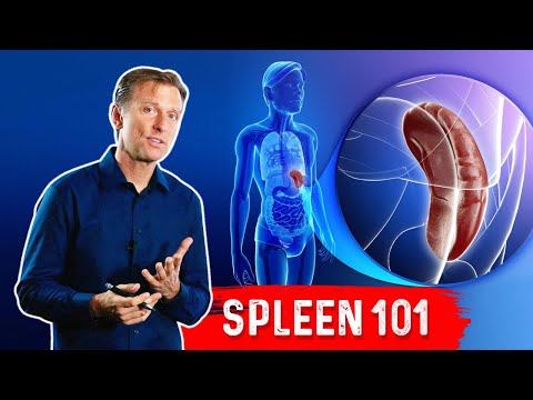 What Does The Spleen Do? – Dr.Berg Explains Spleen Function