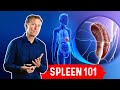 What Does The Spleen Do? – Dr.Berg Explains Spleen Function