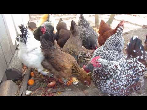 Feeding chickens kitchen scraps