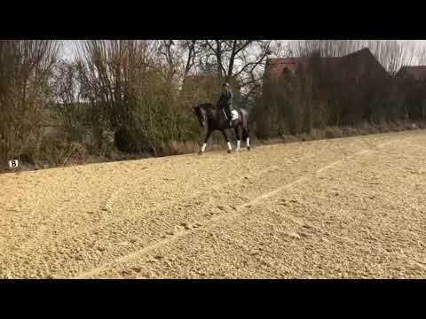 Astrix Hit G  - 4jähriger Wallach von Astrix aus einer Sandro Hit Mutter