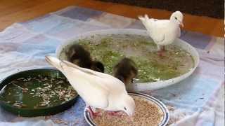 preview picture of video 'White Doves With Baby Ducks'