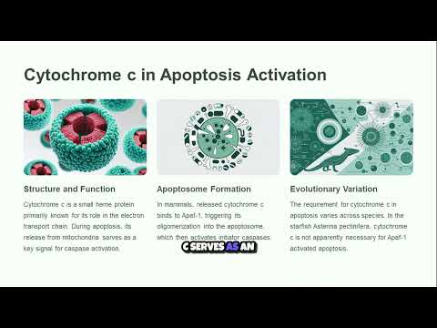 Unlocking the Secrets of Cell Death  The Role of Cytochrome C 🔬