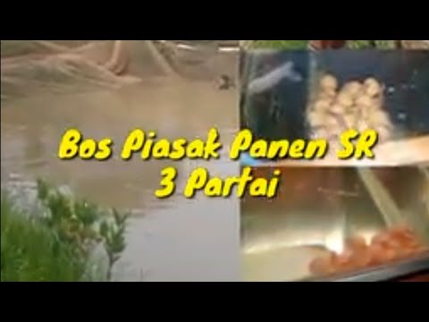 Bos Piasak Panen SR 3 Partai